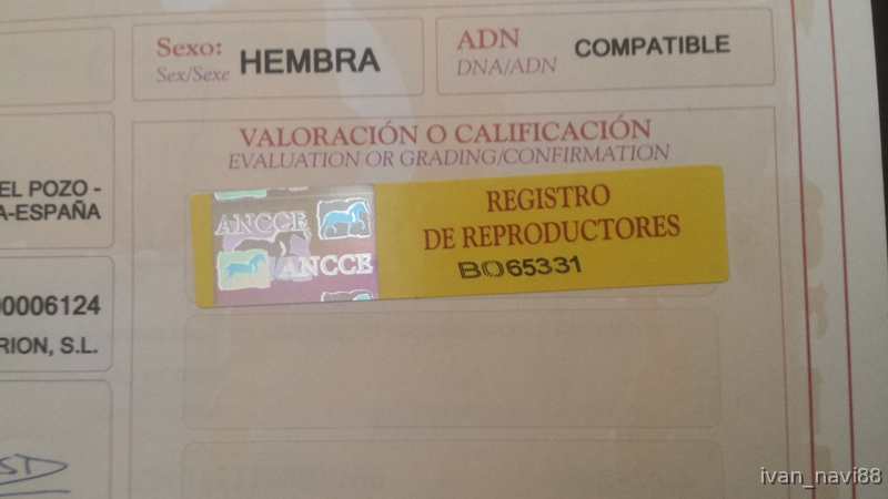 Caballos Pura Raza Española (P.R.E.) Pura Raza Española - Yegua PRE Baya