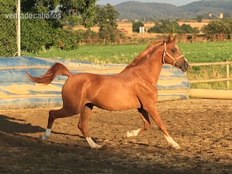 SE VENDE CABALLO ÁRABE in 