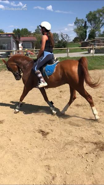 Caballos Árabes Pura Sangre Árabe - SE VENDE CABALLO ÁRABE