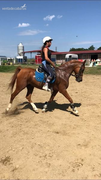 SE VENDE CABALLO ÁRABE - Caballos Árabes Pura Sangre Árabe
