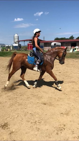 SE VENDE CABALLO ÁRABE - Caballos Árabes Pura Sangre Árabe