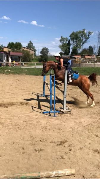 SE VENDE CABALLO ÁRABE - Pura Sangre Árabe