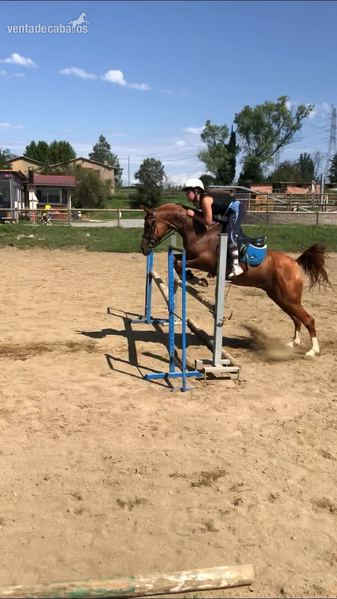 SE VENDE CABALLO ÁRABE - Pura Sangre Árabe