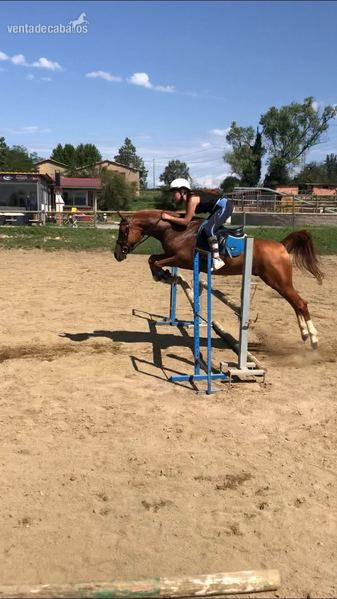 SE VENDE CABALLO ÁRABE - Caballos Árabes
