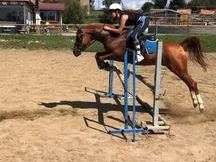SE VENDE CABALLO ÁRABE