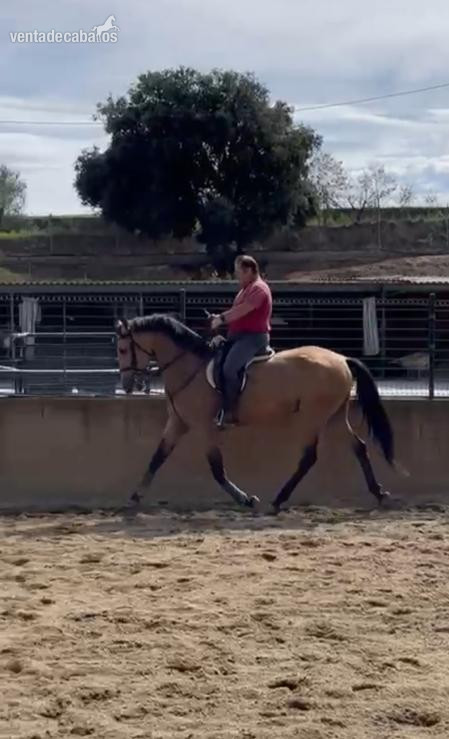 Caballo Pre bayo de 6 años en venta in 