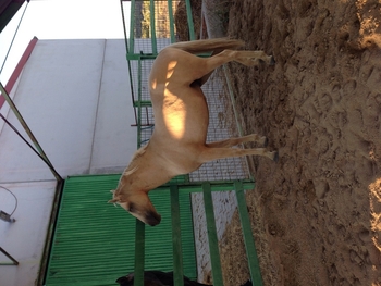 Caballo perla de línea torera