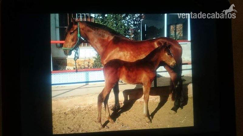 Caballos Pura Raza Española (P.R.E.) Pura Raza Española - Yegua concurso linea Ermitaño III DE1.68 CM ALZADA
