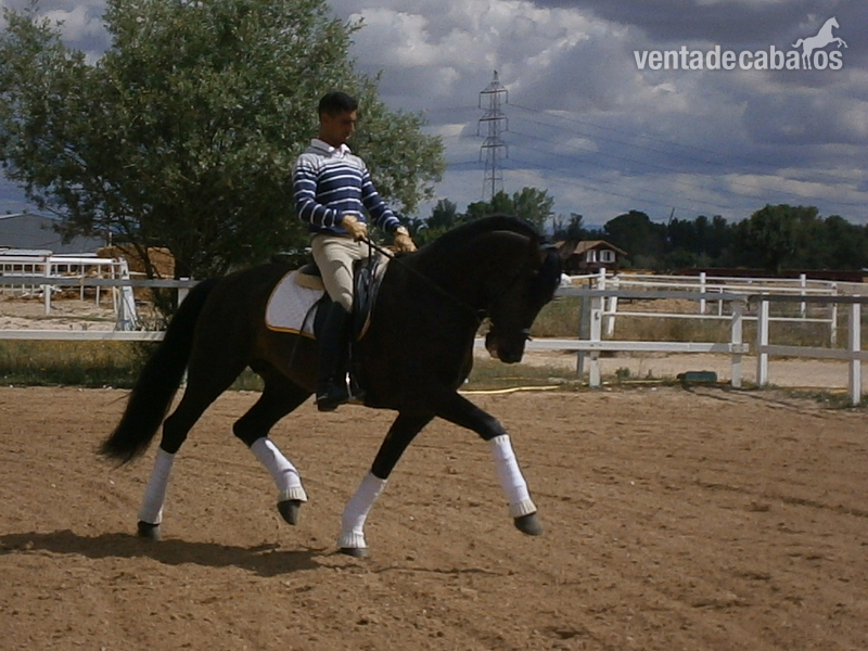 Caballo pura raza español entero in 