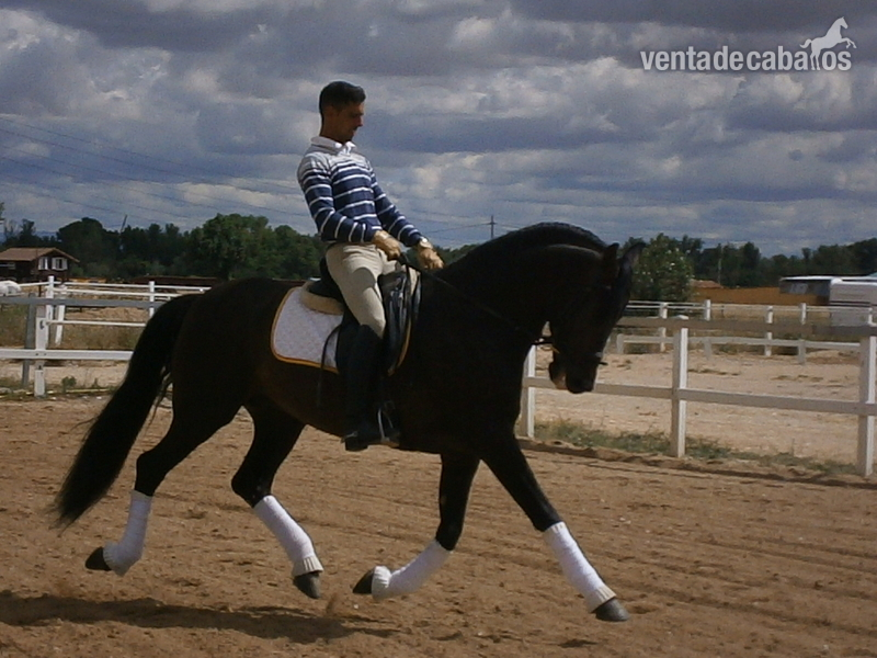 Caballos Pura Raza Española (P.R.E.) Pura Raza Española - Caballo pura raza español entero