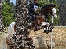 Venta de caballo castrado llamativo y talentoso por €9.000 EUROS