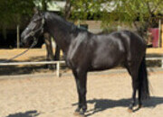 Se vende precioso caballo de 6 años Hannoveriano negro, Doma básica, súper carácter y físico