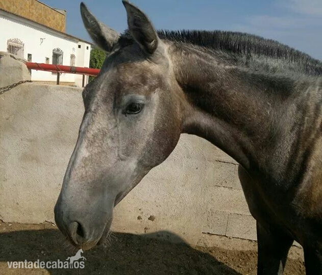Potra Lopez Monis x Aldebaran 5 in 