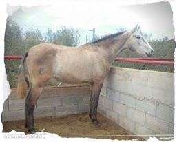 Pura Raza Española