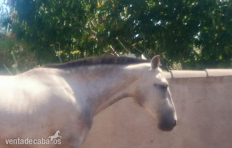 Caballos Pura Raza Española (P.R.E.) Pura Raza Española - Potra Lopez Monis x Aldebaran 5