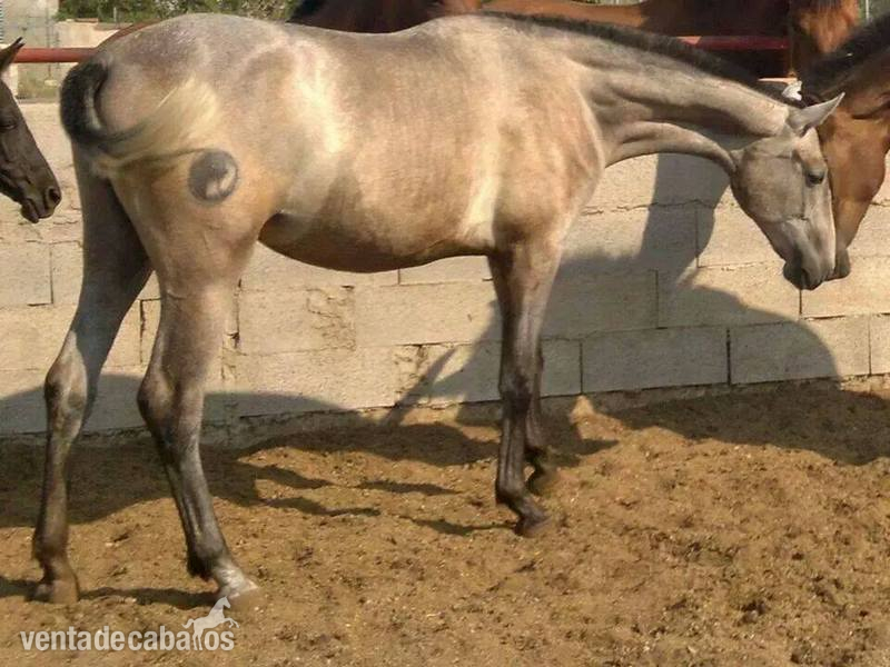 Potra Lopez Monis x Aldebaran 5 - Caballos Pura Raza Española (P.R.E.) Pura Raza Española