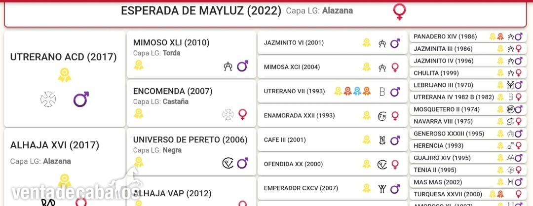 Potra pre alazana  - Caballos Pura Raza Española (P.R.E.) EMPTY