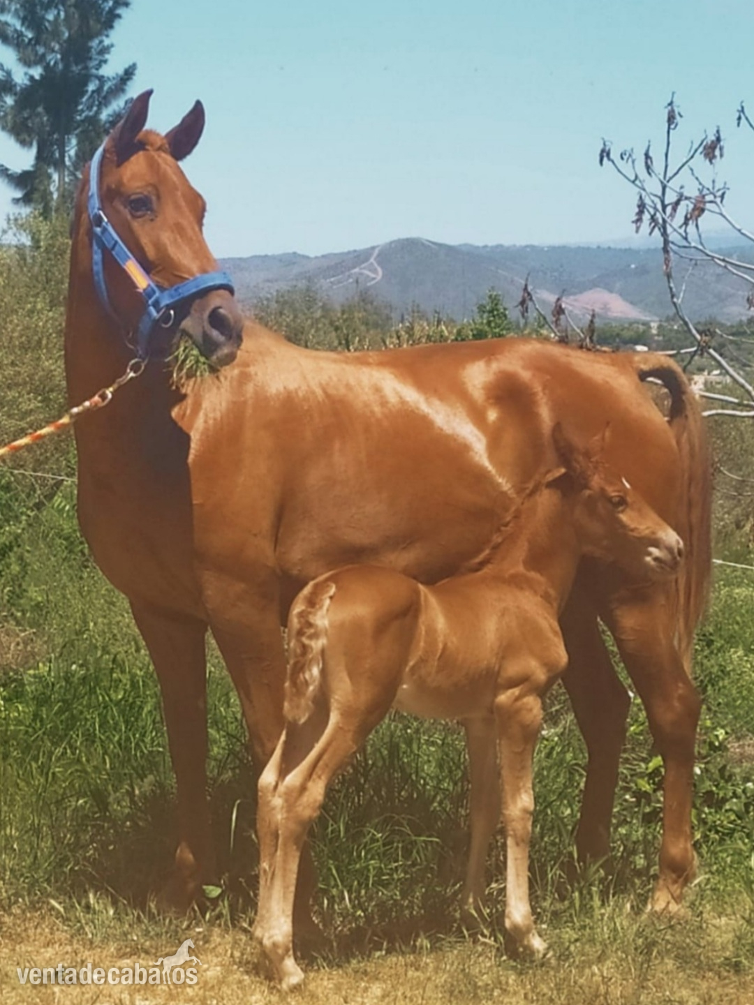 Potra pre alazana  - Caballos Pura Raza Española (P.R.E.)