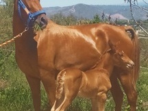 Potra pre alazana 