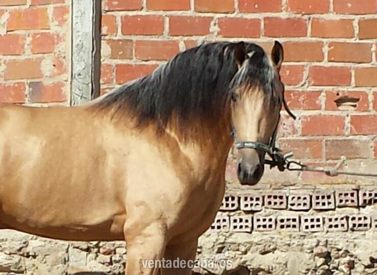 Caballos Pura Raza Española (P.R.E.) Pura Raza Española - Potro bayo pre 3 años 1.68 espectacular unico