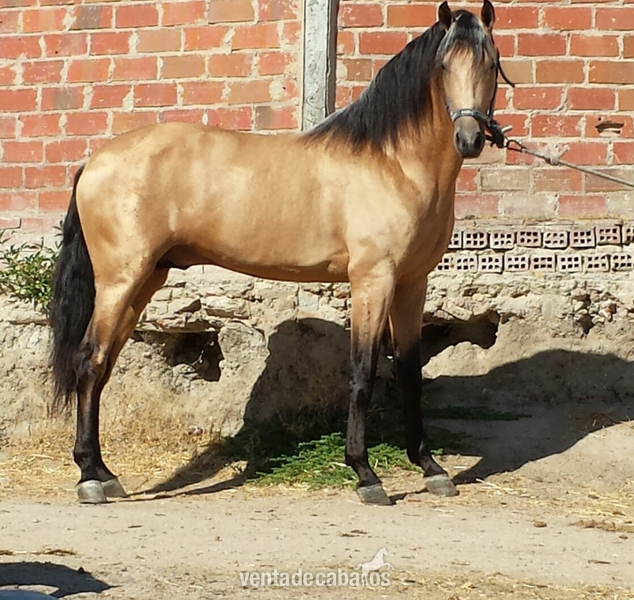 Potro bayo pre 3 años 1.68 espectacular unico - Caballos Pura Raza Española (P.R.E.) Pura Raza Española