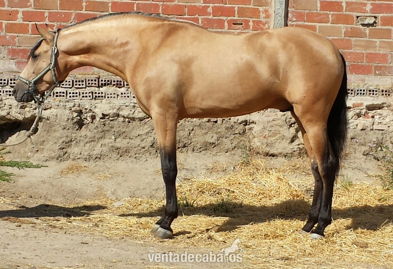 Potro bayo pre 3 años 1.68 espectacular unico - Pura Raza Española