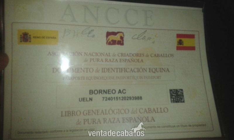 Potro bayo pre 3 años 1.68 espectacular unico - Caballos Pura Raza Española (P.R.E.)