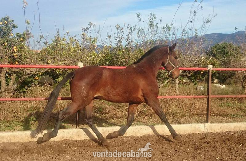 Caballos Pura Raza Española (P.R.E.) Pura Raza Española - Yegua linea escalera 167 cm KALEA III