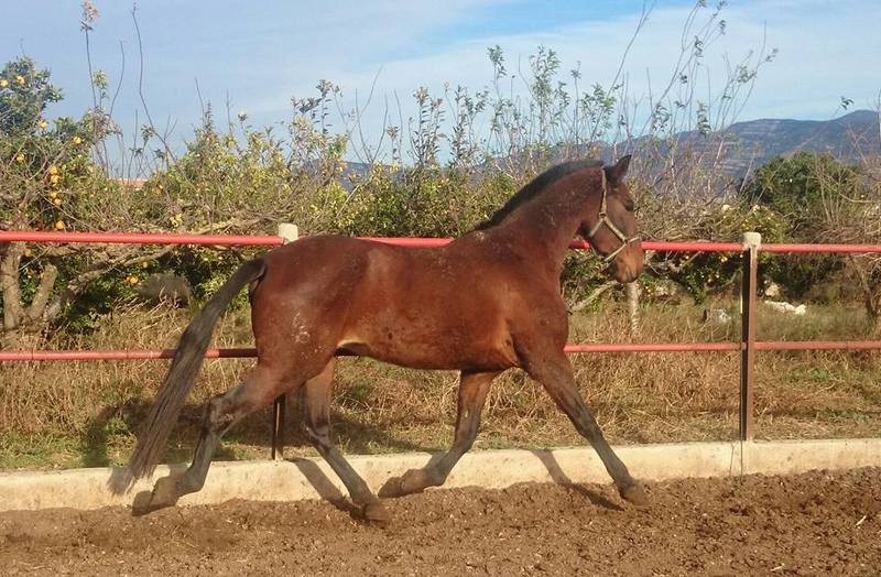 Caballos Pura Raza Española (P.R.E.) Pura Raza Española - Yegua linea escalera 167 cm KALEA III