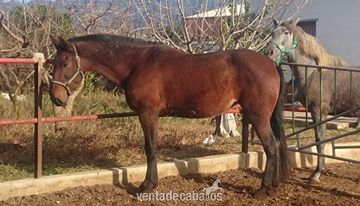 Yegua linea escalera 167 cm KALEA III - Caballos Pura Raza Española (P.R.E.) Pura Raza Española