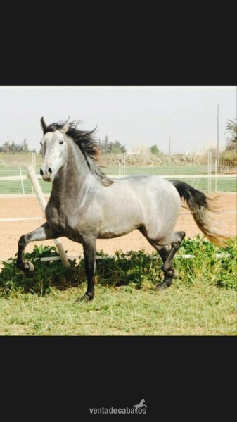 caballo P.R.E de 7 años  in 