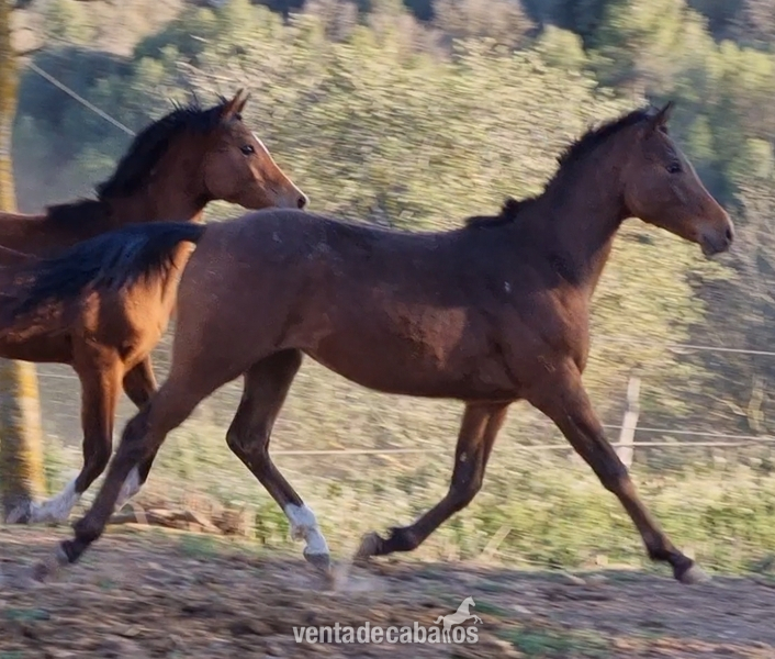 POTRO MACHO APPALOOSA in 