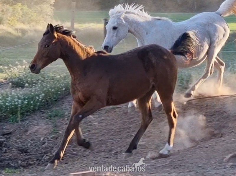 POTRO MACHO APPALOOSA - Potros in 