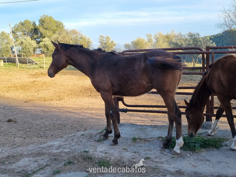 POTRO MACHO APPALOOSA - Potros