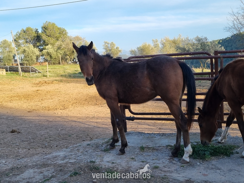 POTRO MACHO APPALOOSA 