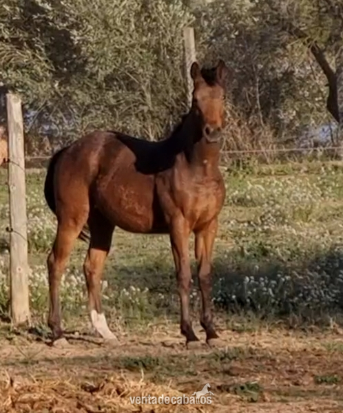 Appaloosa