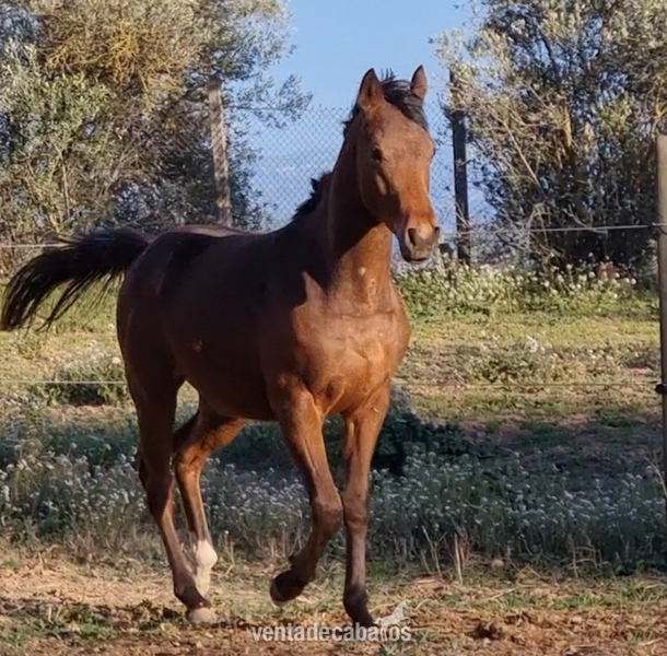 Appaloosa {TYPE}