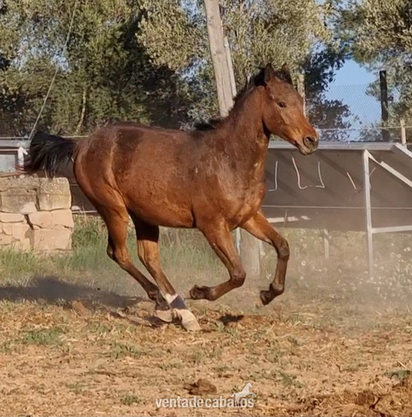 Potros Appaloosa - POTRO MACHO APPALOOSA