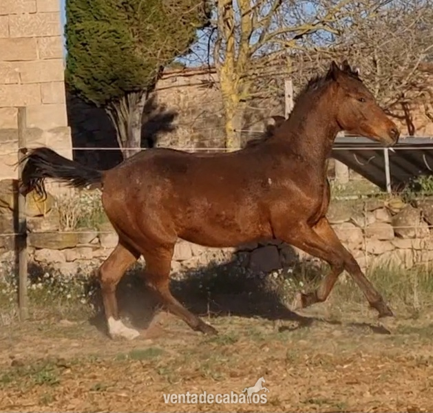 POTRO MACHO APPALOOSA - Potros Appaloosa