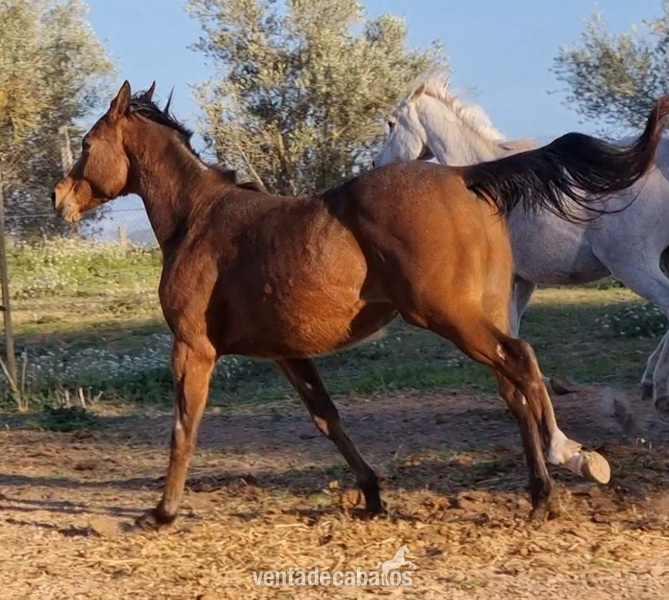 POTRO MACHO APPALOOSA - Appaloosa