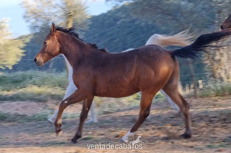 POTRO MACHO APPALOOSA - Potros