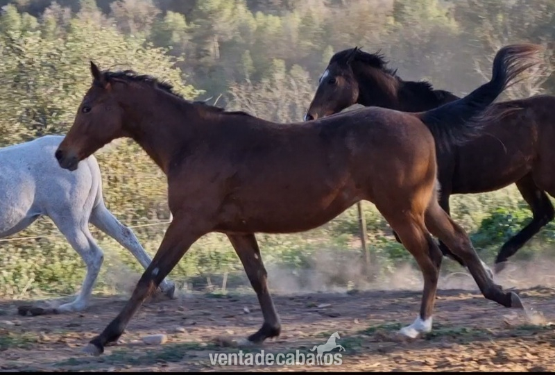 POTRO MACHO APPALOOSA