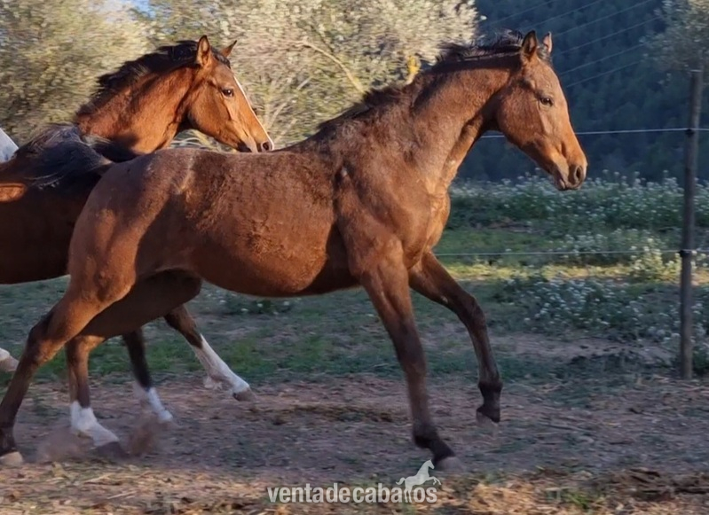  POTRO MACHO APPALOOSA