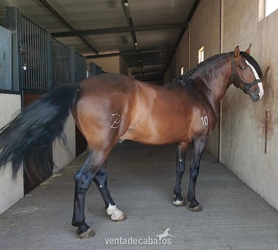Venta Caballo Lusitano  in 