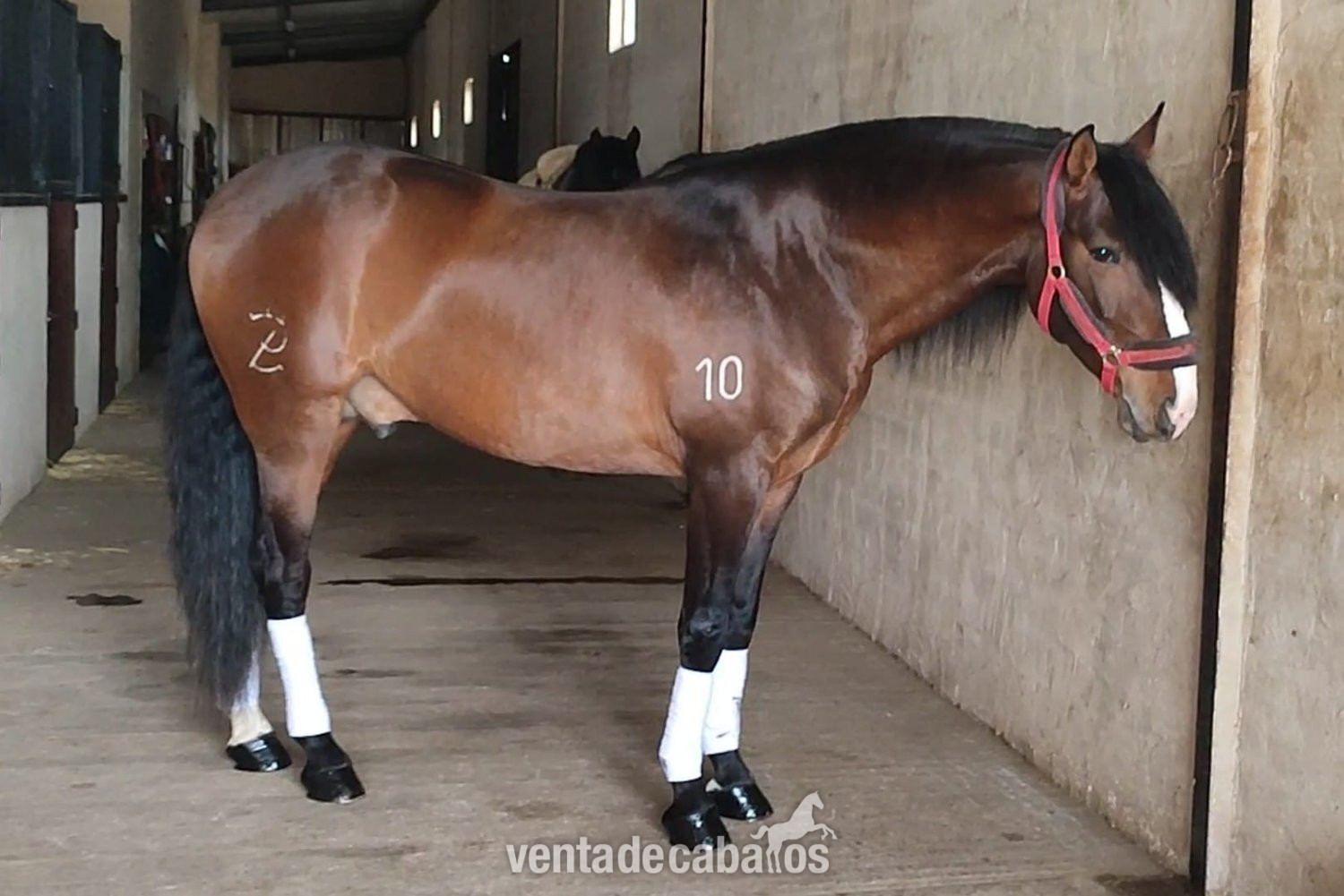Caballos Enteros EMPTY - Venta Caballo Lusitano 