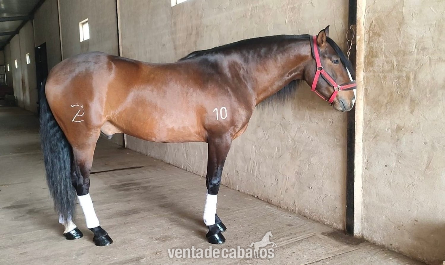 Venta Caballo Lusitano  - Caballos Enteros EMPTY