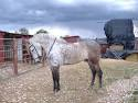 Busco caballo o yegua in 