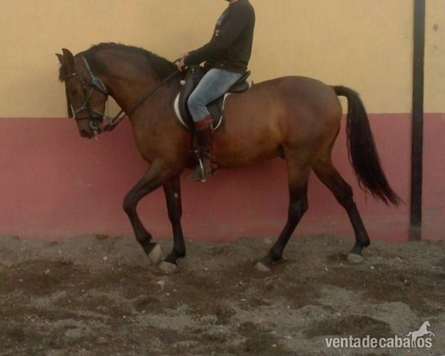 Caballo hispano-árabe espectacular in 
