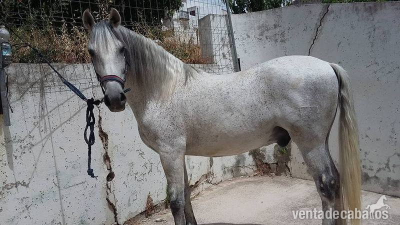 Caballo pre tordo (8 años) in 