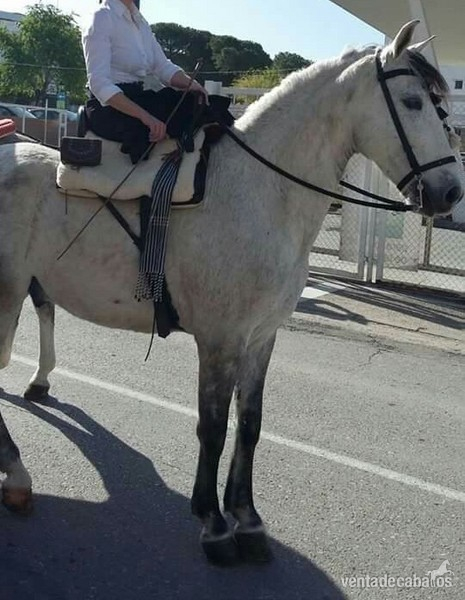 Caballos Pura Raza Española (P.R.E.) Pura Raza Española - Caballo pre tordo (8 años)